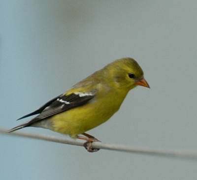 Chardonneret jaune (femelle)