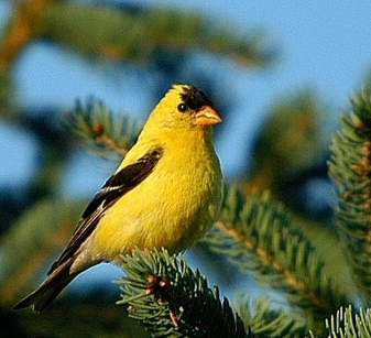 Chardonneret jaune