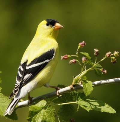 Chardonneret jaune