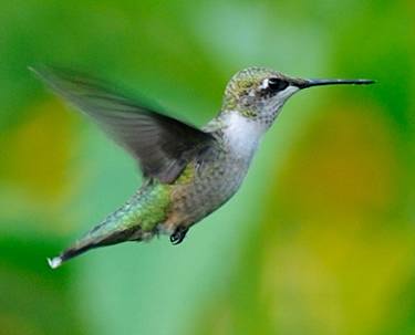 Colibri  gorge rubis femelle