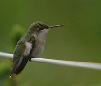 Colibri juvnile