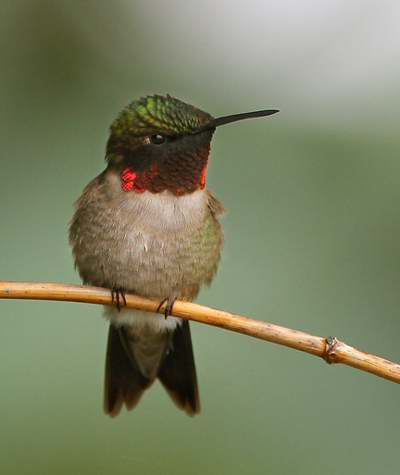 Colibri  gorge rubis Photo de H. Provencher voir la page crdits