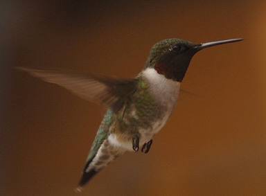 Colibri à gorge rubis