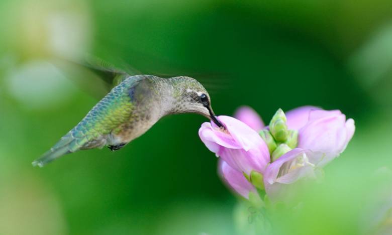 Colibri