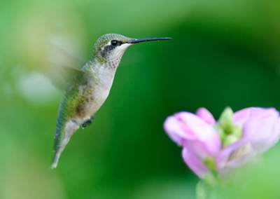 Colibri