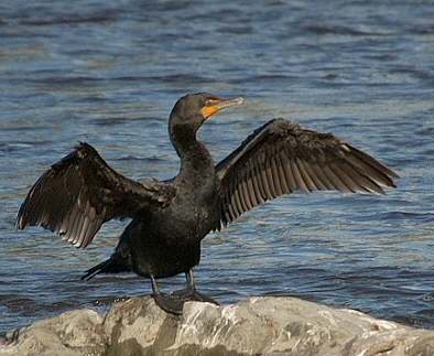 Cormoran à aigrettes