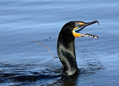 Cormoran période nuptiale