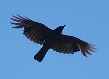 Le bout de la queue droit la distingue du Grand Corbeau