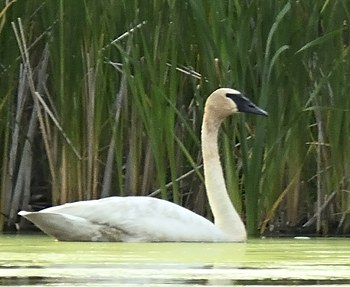 Cygne trompette