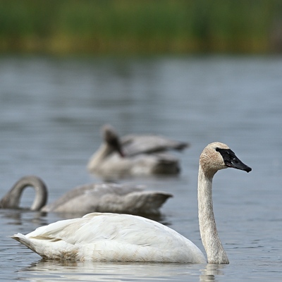 Cygne trompette