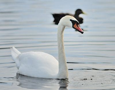 Cygne tubercule