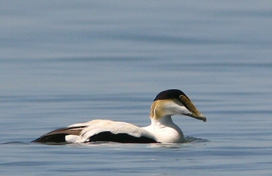 Eider à duvet (Photo H. Provencher ©)