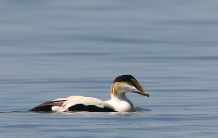 Eider  duvet   Photo de H. Provencher voir la page crdits