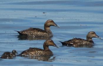 Eider (femelle)