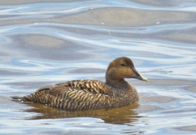 Eider &agrave; duvet (femelle)