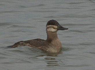 Érismature rousse (femelle)