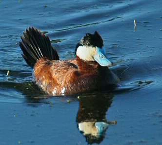 Érismature rousse