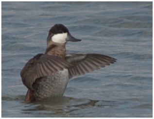 rismature mle en plumage hivernal