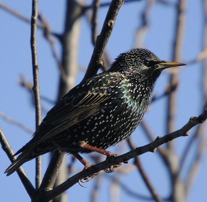 tourneau sansonnet en plumage nuptial