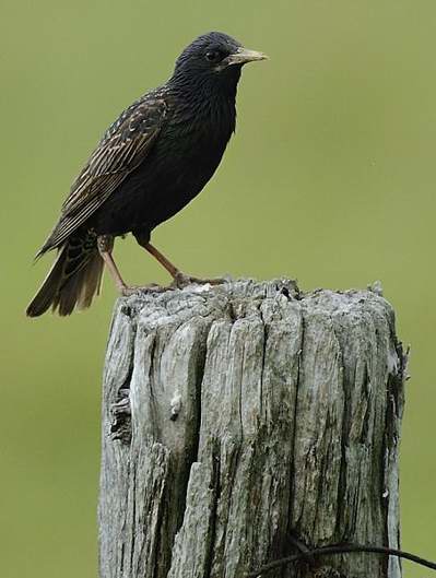 tourneau sansonnet en plumage d'hiver