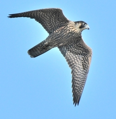 Faucons pèlerin couple