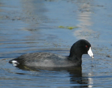 Foulque d'Amérique