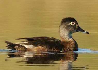 Fuligule  collier femelle