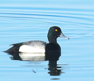 Fuligule milouinan