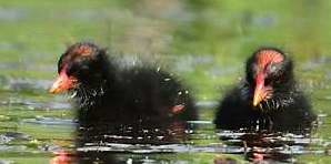 Gallinule d'Amrique