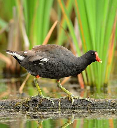 Gallinule d'Amrique