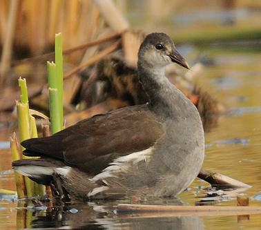 Gallinule d'Amrique juvnile