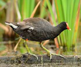 Gallinule d'Amrique