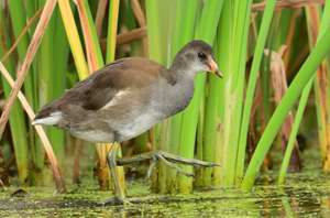 Gallinule d'Amrique