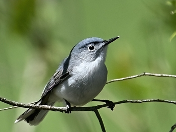 Gobemoucheron gris-bleu