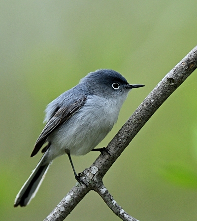 Gobemoucheron gris-bleu