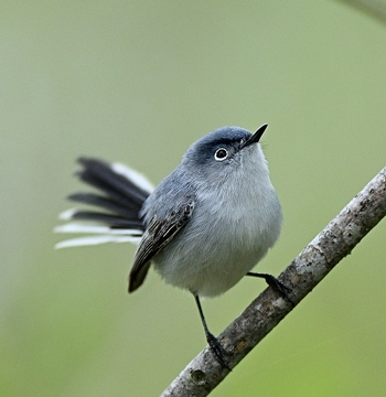 Gobemoucheron gris-bleu
