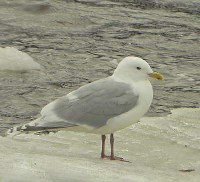 Goland arctique (Photo G. Lapointe ©)