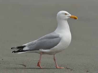 Goland argent (Photo C. Chevalier )