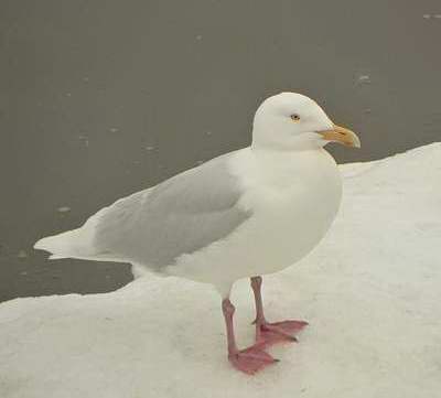 Goland bourgmestre (Photo G. Lapointe )