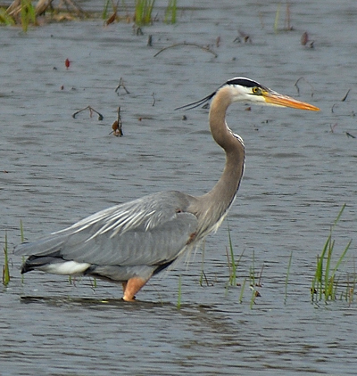 Grand H&eacute;ron