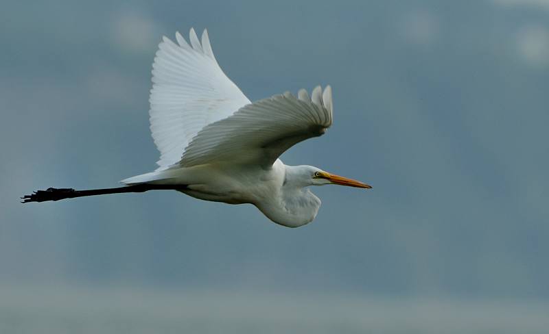 Grande aigrette