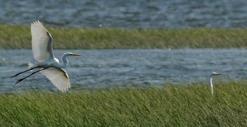 Grande aigrette