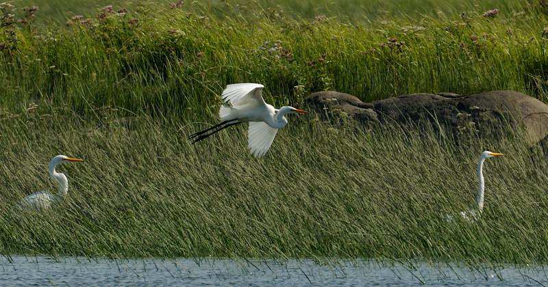 Grande aigrette