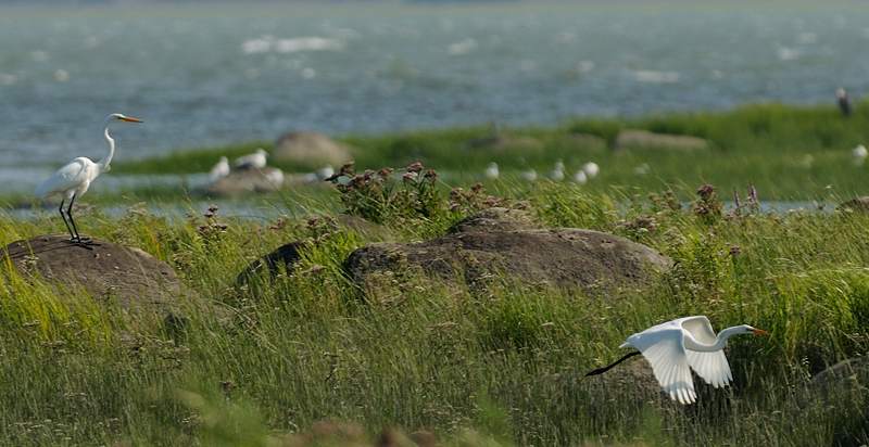 Grande aigrette