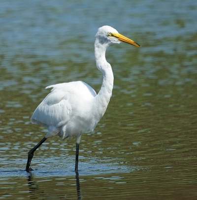 Grande Aigrette