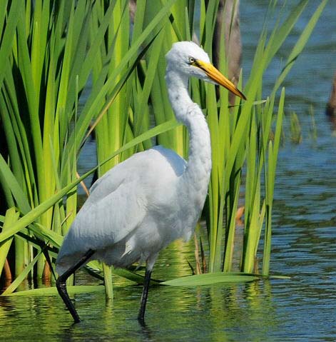 Grande Aigrette