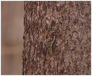 Camouflage du Grimpereau brun