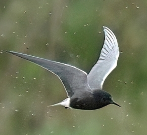 Guifette  noire