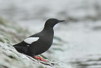 Guillemot  miroir