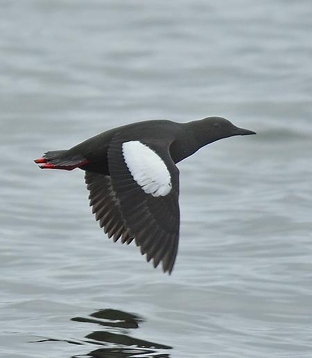 Guillemot  miroir